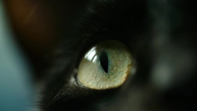 黑猫眼珠子眼球猫眼