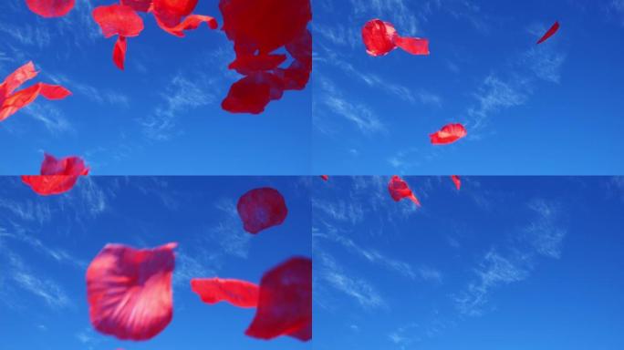 玫瑰花瓣在蓝天的逆风中飞翔。慢速mo