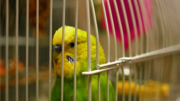 一只绿色虎皮鹦鹉的头坐在笼子里唱歌的特写镜头。歌鹦鹉鸟。长尾滑稽鹦鹉回家。选择性聚焦