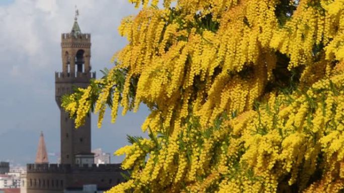佛罗伦萨米开朗基罗广场盛开的含羞草，背景是佛罗伦萨市政厅的塔楼。意大利