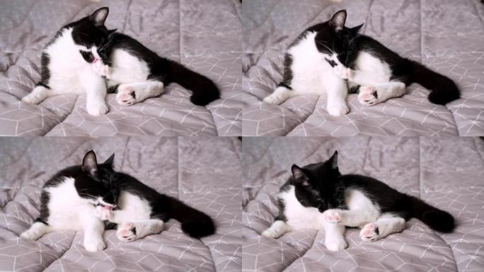 黑白家猫躺在床上用舌头洗爪子。