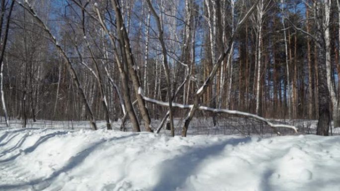 冬季景观森林雪。森林里的风景，雪地上长长的阴影。和平与宁静