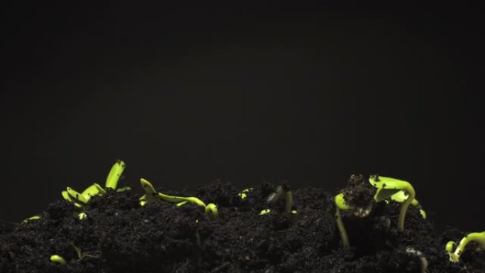 从土壤中生长的种子延时4k镜头。
