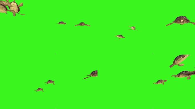 海龟在绿屏上游泳