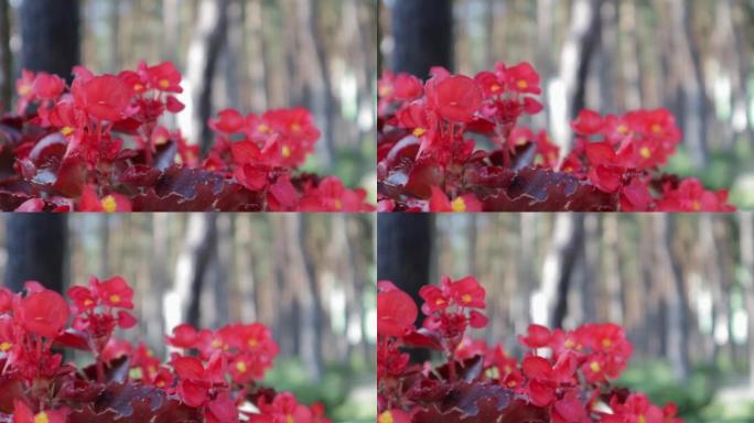 夏季下午在花园里的美人蕉x Generalis红花。一年生秋海棠花，近景红花在户外盛开的松树林背景下