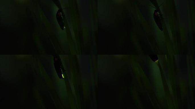 萤火虫。萤火虫粘在树叶上，拼命发光。