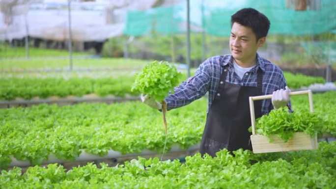 亚洲男性农民在温室中种植的水培农场上检查和收集沙拉蔬菜，以控制我们的农业农场和水果产品小企业的质量。