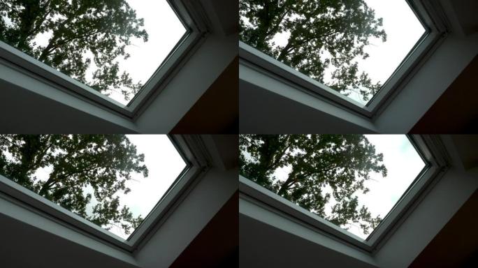 树叶和天空穿过天窗