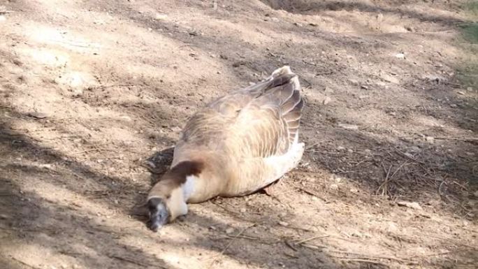 鹅躺在地上晒太阳。宠物