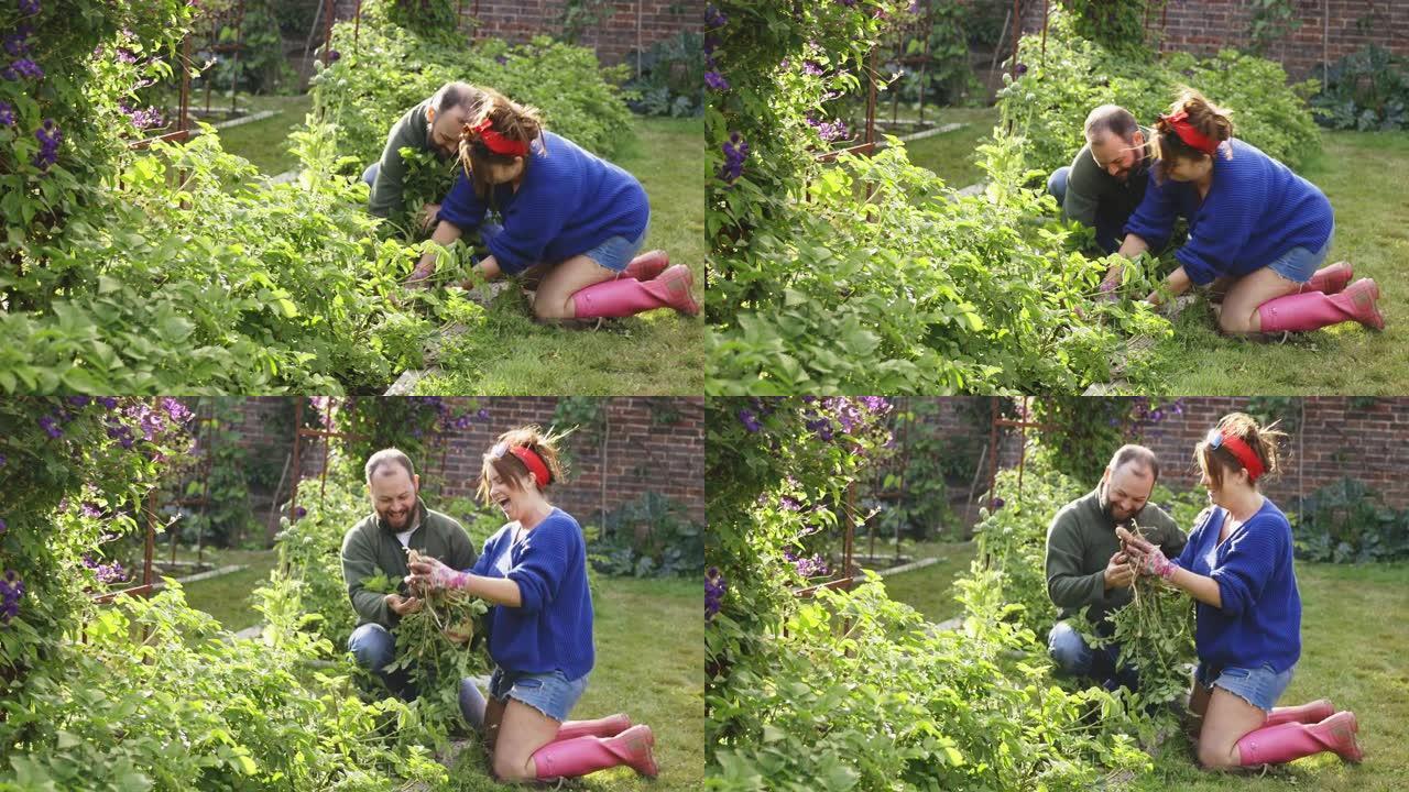 幸福的夫妇在阳光明媚的后院花园里收获根茎类蔬菜