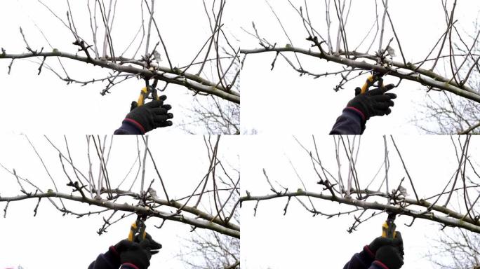 4k视频。一个园丁正在修剪一棵树。小割刀或园艺剪刀-树枝切割工具。侧视图。男人的手正在切掉树枝特写。