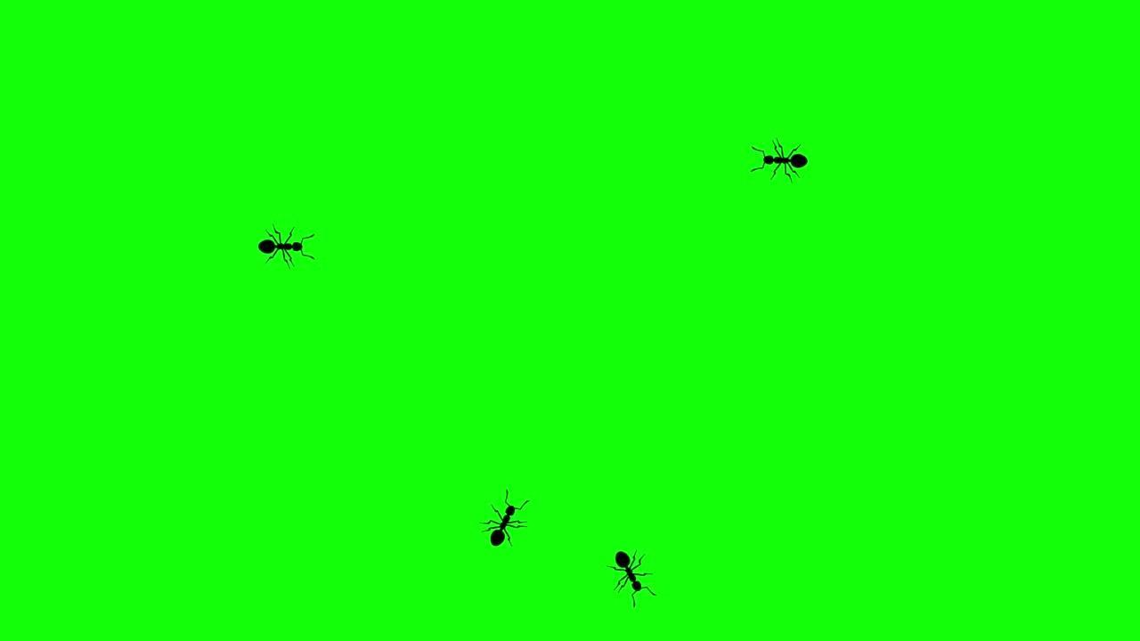 绿色屏幕上的蚂蚁，CG动画剪影，无缝循环
