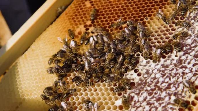 4k养蜂人指着蜡上的蜂王。