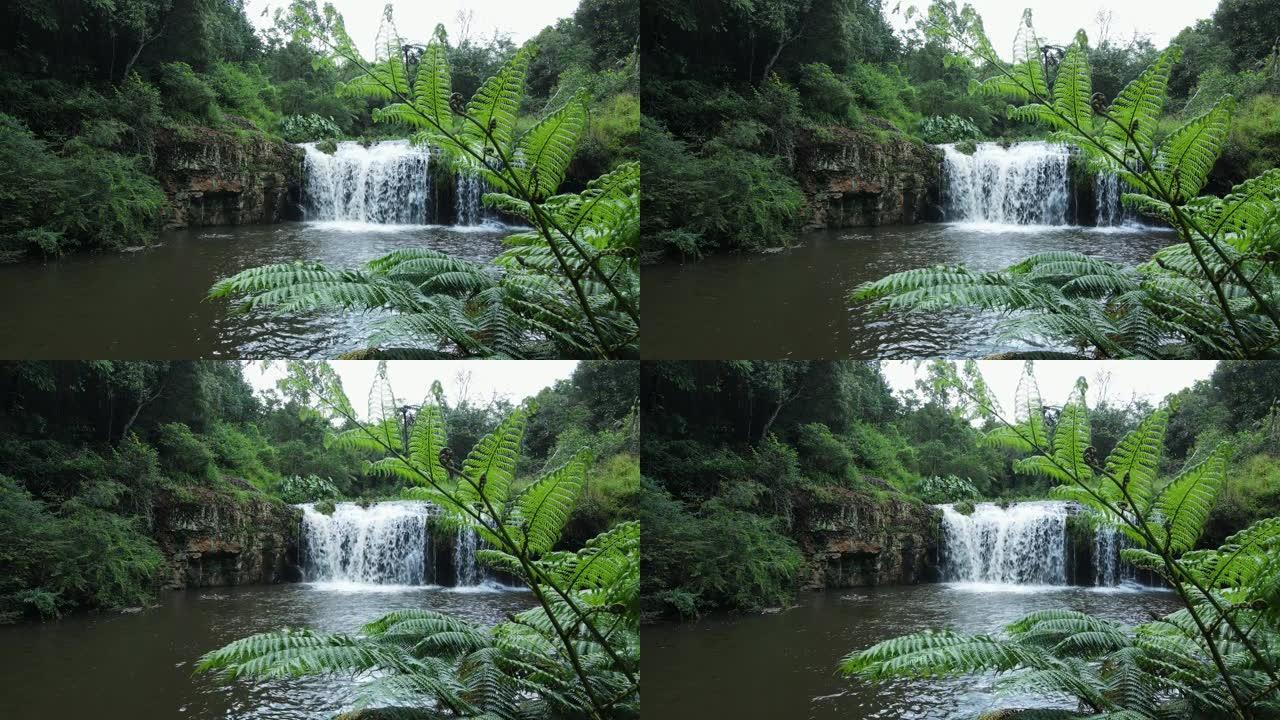 在郁郁葱葱的绿色树蕨之间框起来的热带小瀑布和游泳洞的独特景色。