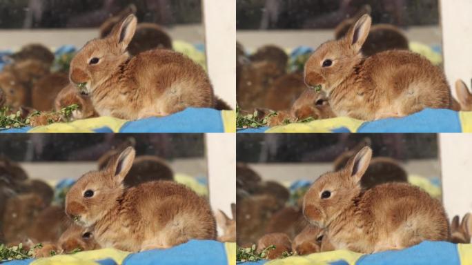 兔子在黄蓝色背景上咀嚼草