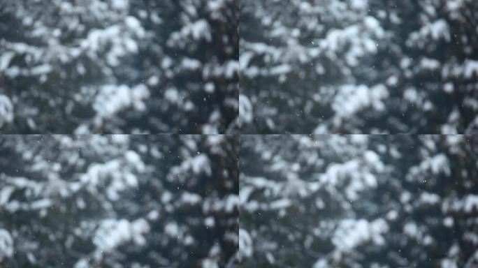 雪树背景的镜头