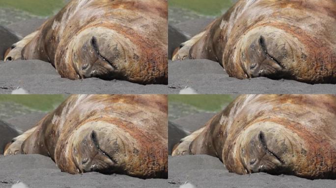 南极岸边沉睡的象海豹