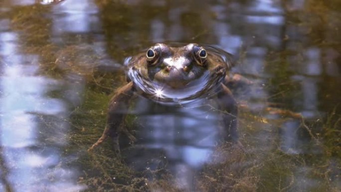 绿蛙坐在水中，在日落时阳光反射的沼泽中