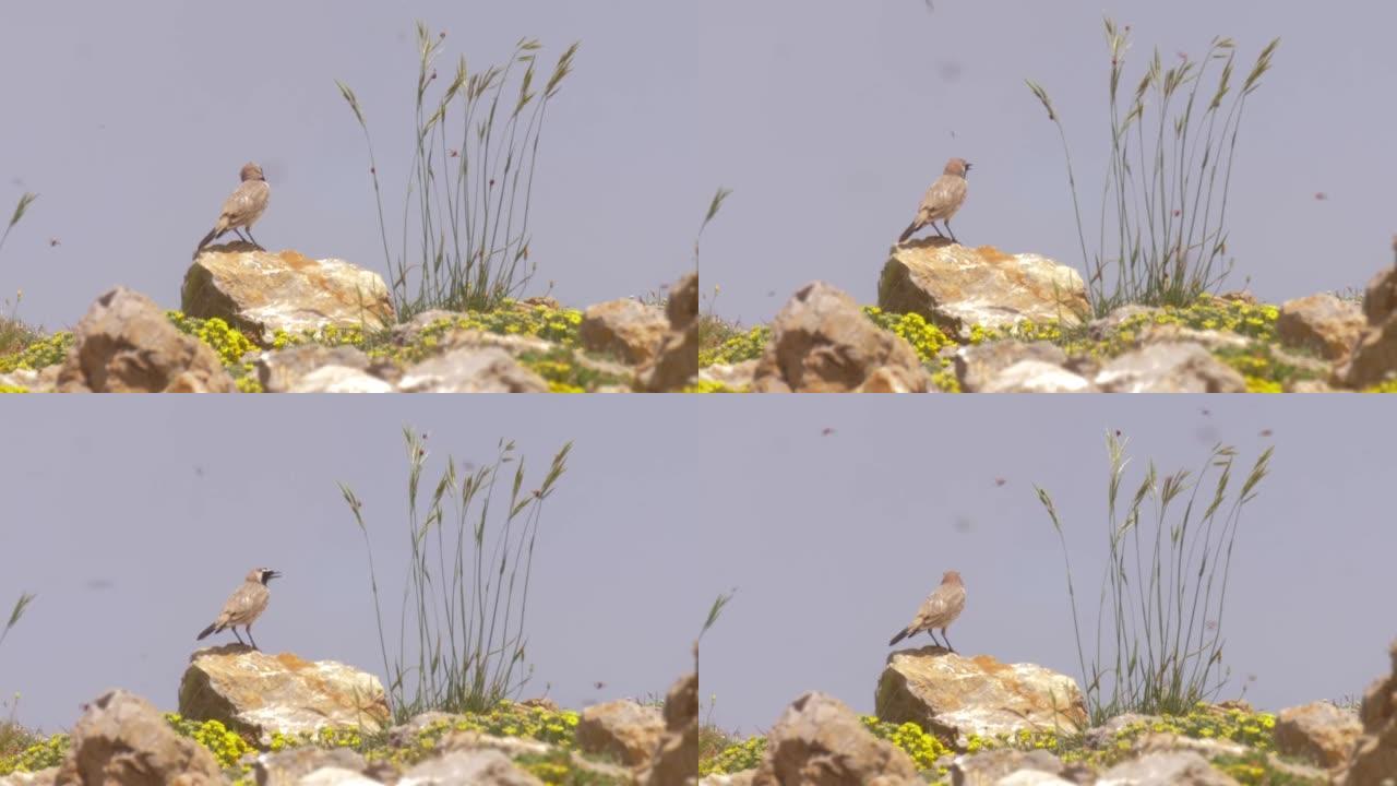 岩石上的有角百灵鸟