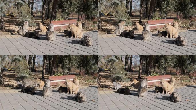 许多无家可归的猫一起坐在大自然的公园里，慢动作