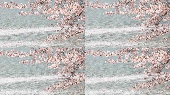 在水边拍摄的美丽樱花图像