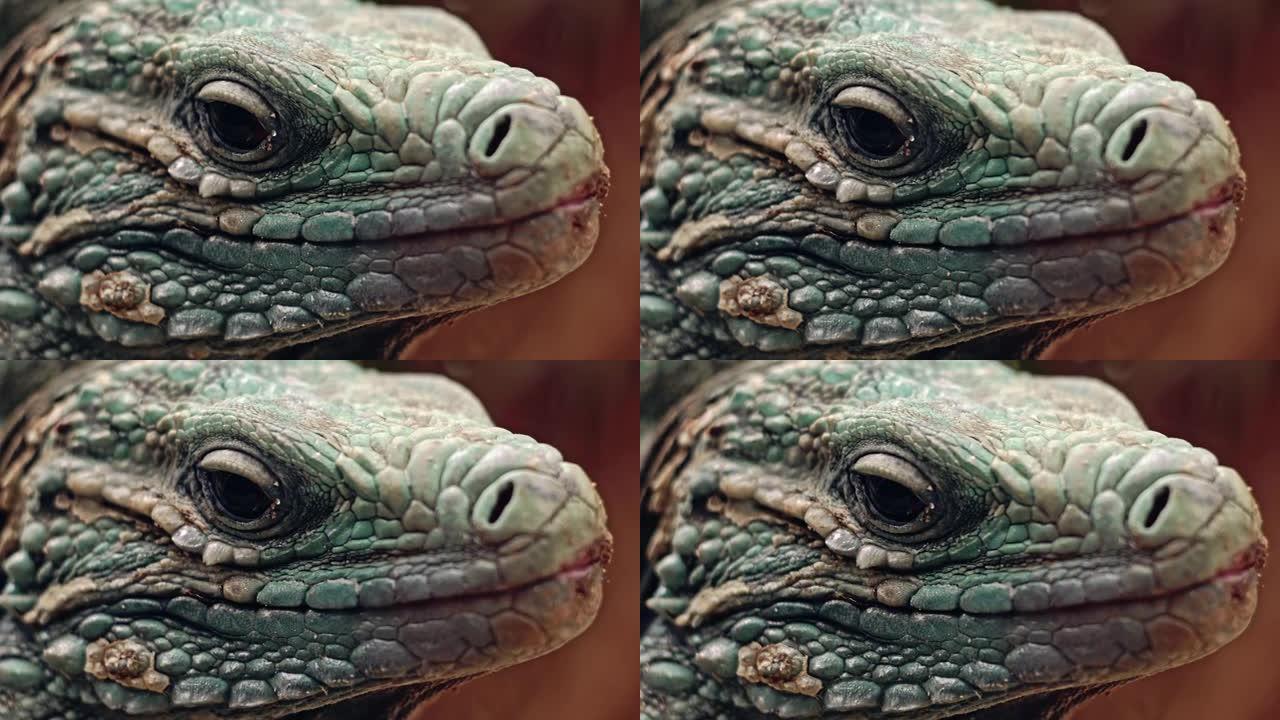 近距离观察放置在棕色树枝上的静止鬣蜥的头部。平静而没有感情的动物，皮肤粗糙的绿色和灰色。睁开眼睛。模