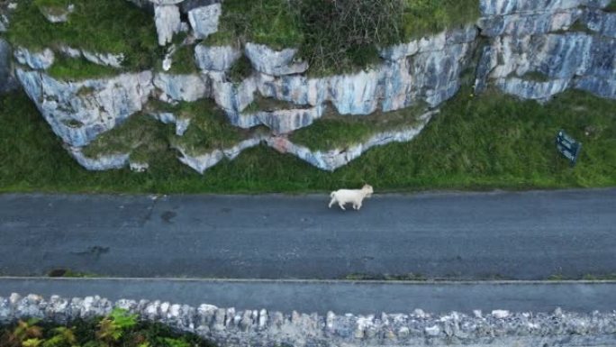 在南威尔士的街道上行走的山羊
