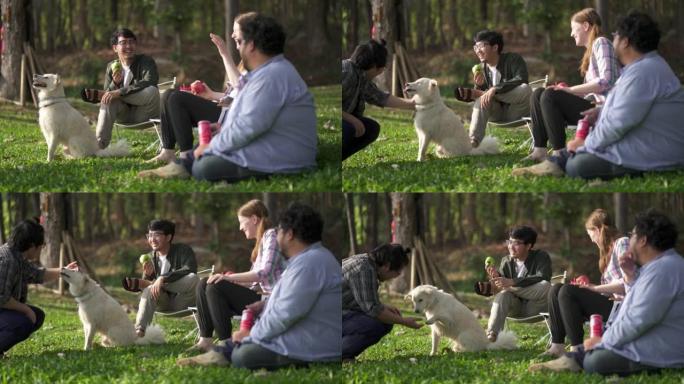 一群朋友在公园野餐，和他们的狗在一起。
