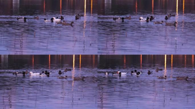 鸭子，黄昏时在湖中游泳的鹅