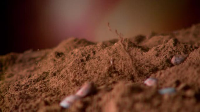 超级慢动作拍摄生巧克力豆落入可可粉
