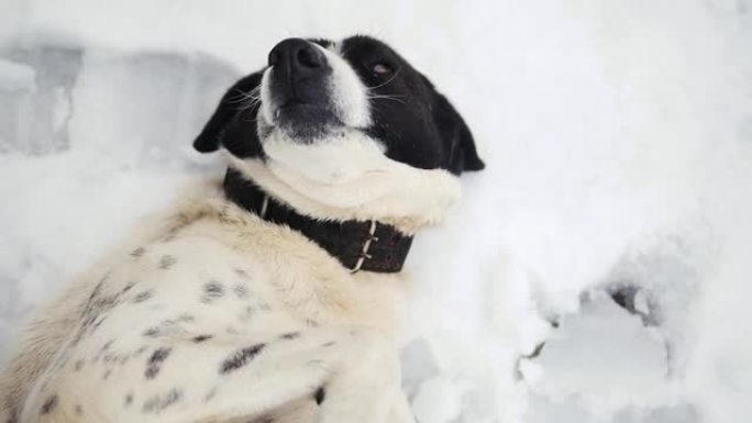 在雪地上关闭快乐的狗脸。狗躺在雪地上。微笑的狗。