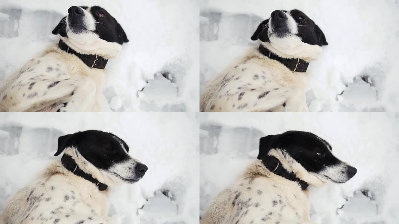 在雪地上关闭快乐的狗脸。狗躺在雪地上。微笑的狗。