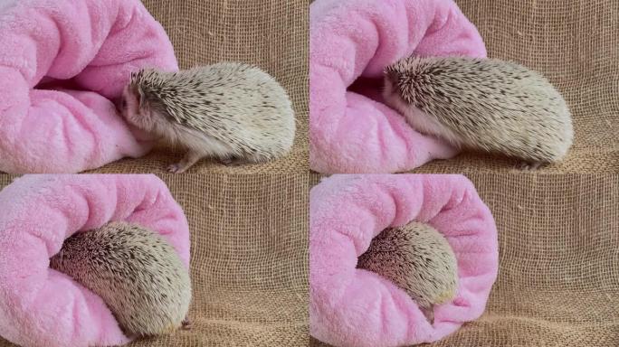 宠物刺猬穿着粉色睡袋。可爱的小刺猬