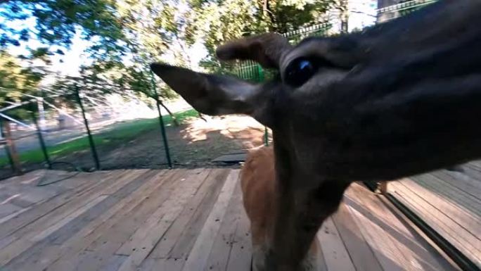 一只无礼，饥饿的斑点鹿缠扰并袭击了一个宠物动物园的游客。鹿正在伤害这个人