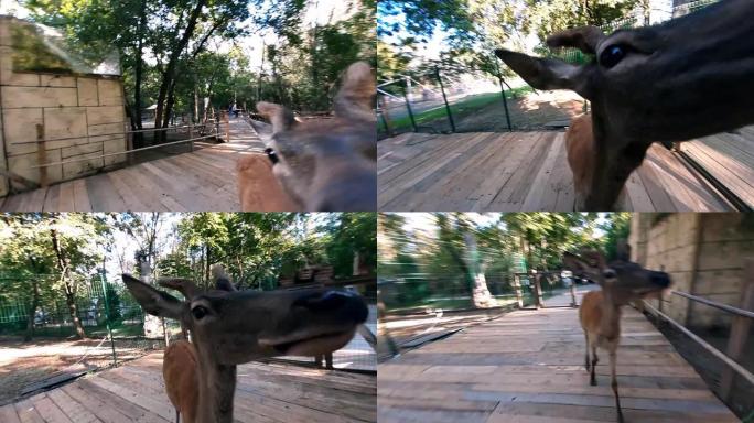 一只无礼，饥饿的斑点鹿缠扰并袭击了一个宠物动物园的游客。鹿正在伤害这个人