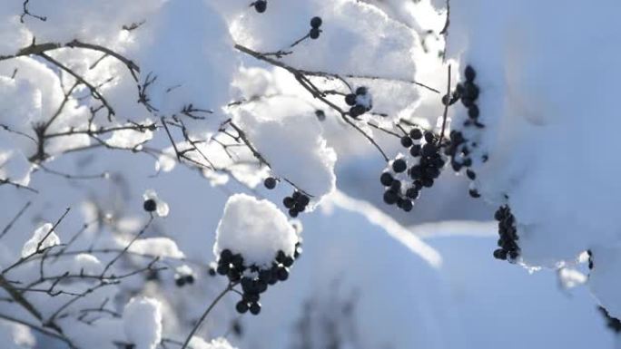 覆盖着蓬松雪的野生浆果的特写镜头。