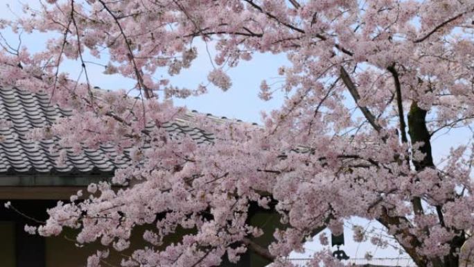 盛开的樱花庭院大树粉色花朵浪漫