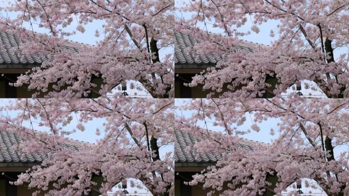 盛开的樱花庭院大树粉色花朵浪漫
