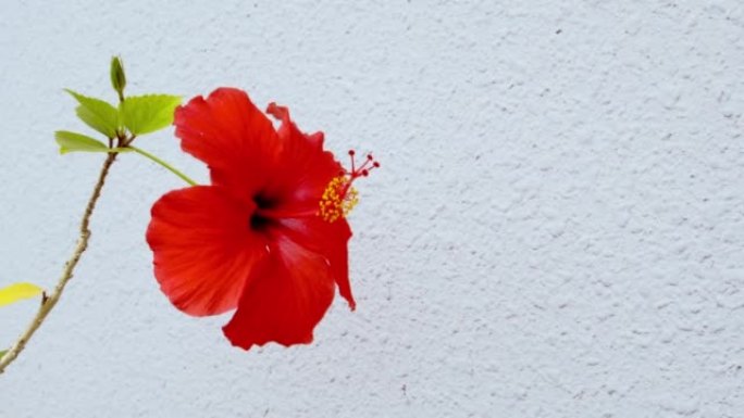 绳索上盛开的芙蓉花冲绳亚热带盛开的美丽花朵