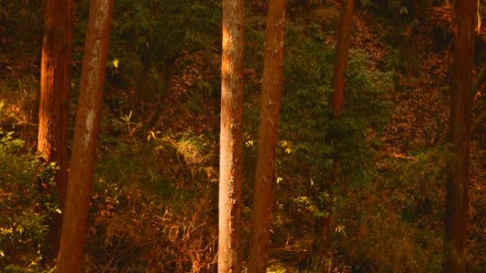黄昏之光中的森林树干红树木静谧