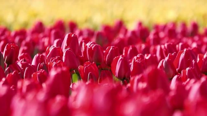 晴天红色郁金香的田园诗般的花朵背景-浅景深