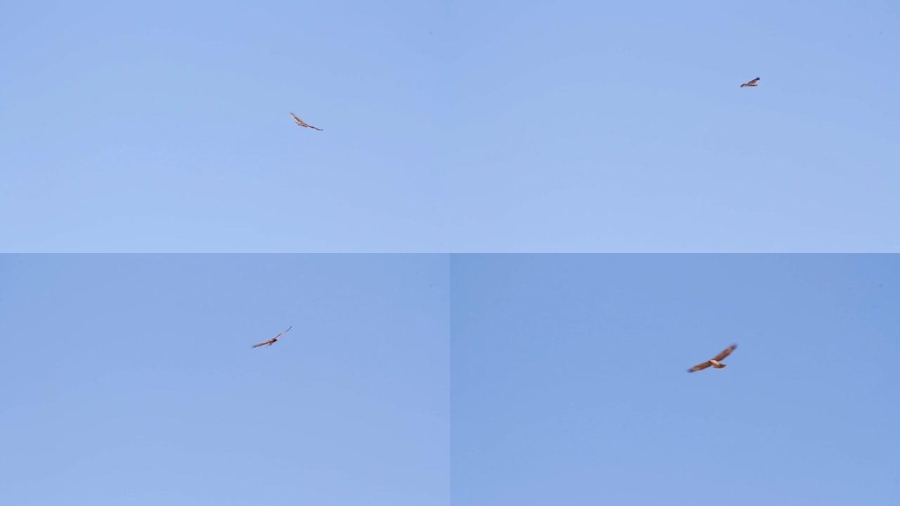博内利的雄鹰在天空中飞翔