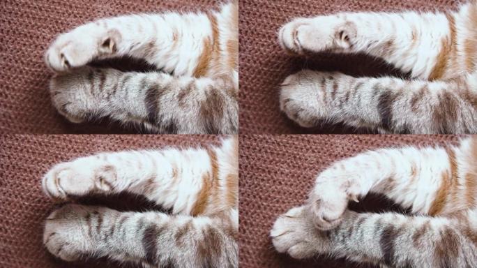 猫爪紧握和放松。特写视图