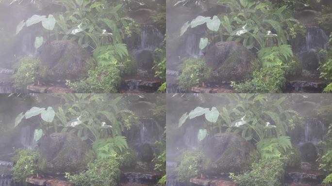 在热带花园中喷洒水滴作为蒸汽