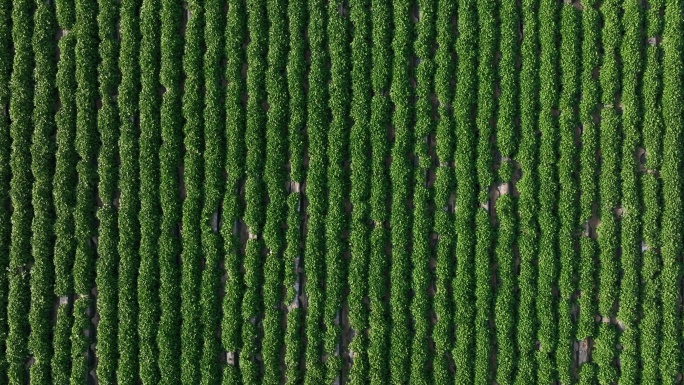 合阳县万亩红薯苗种植业乡村振兴【有版权】