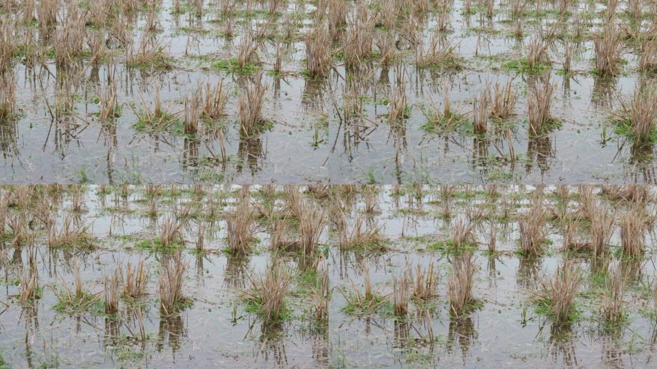 稻茬的平移视图收割过的水稻