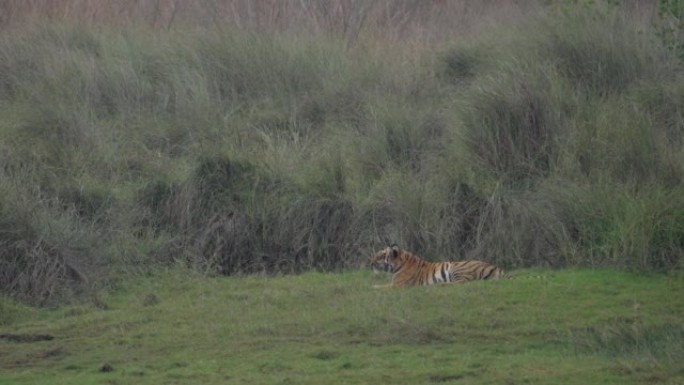 亚成年虎崽在印度中部的草地上放松