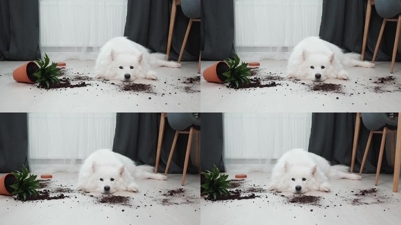 在翻倒的花旁边的地板上有罪的狗