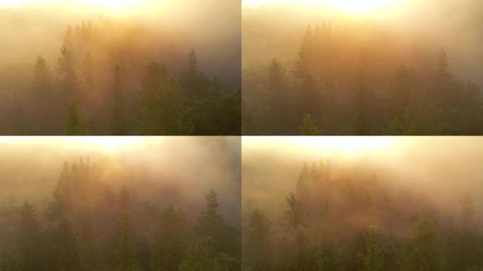 一架无人驾驶飞机飞过布满大雾的引人注目的针叶林。