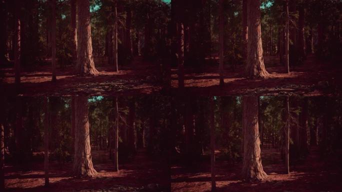 红杉国家公园耸立在地上的巨型红杉树